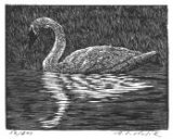 Swan